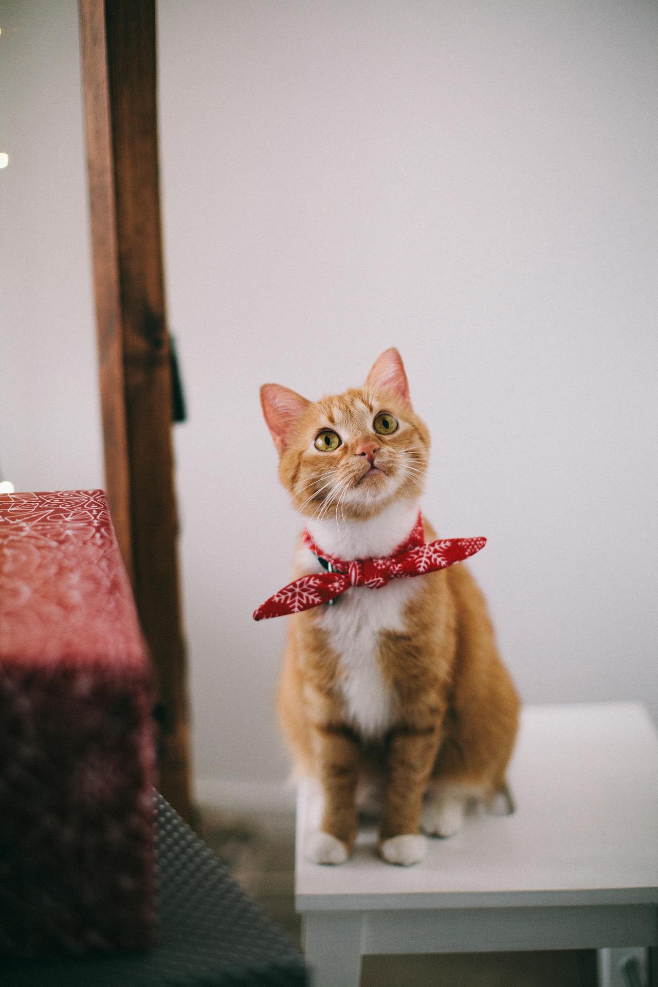 cat1