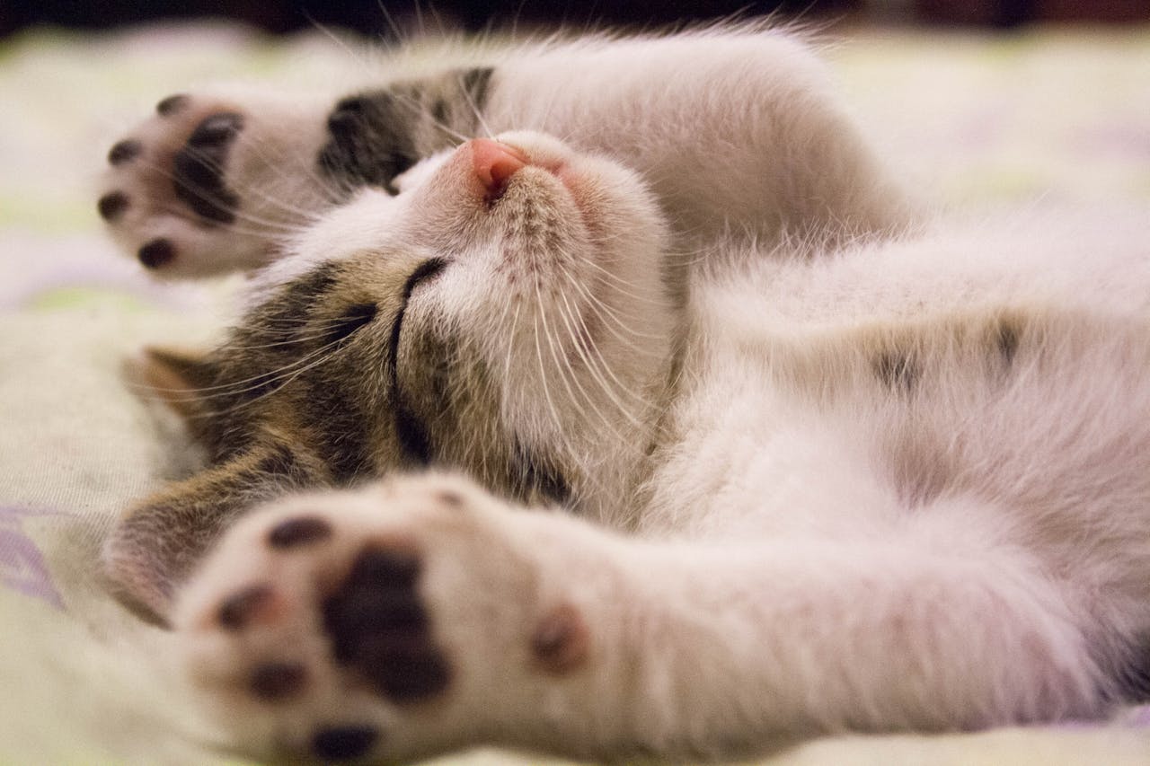 cat3